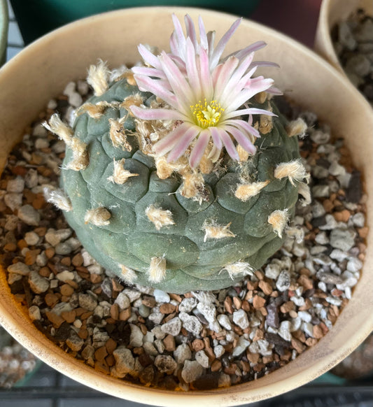Lophophora Williamsii (Gigantic): ~3.25 inches