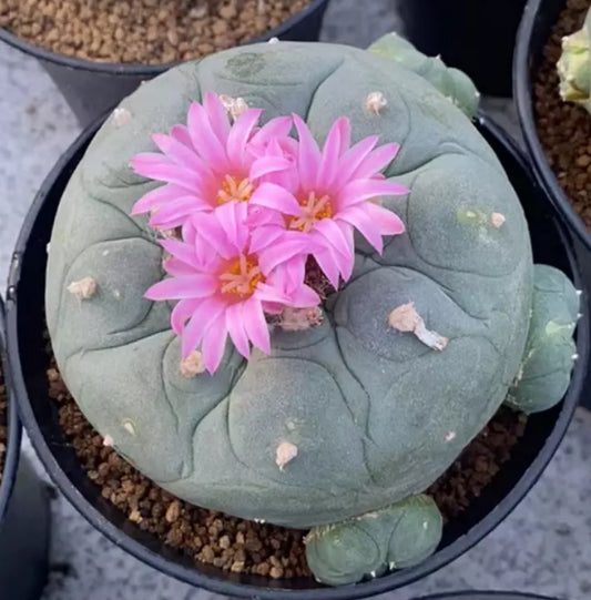 Lophophora Fricii (Gigantic): ~3.25 inches